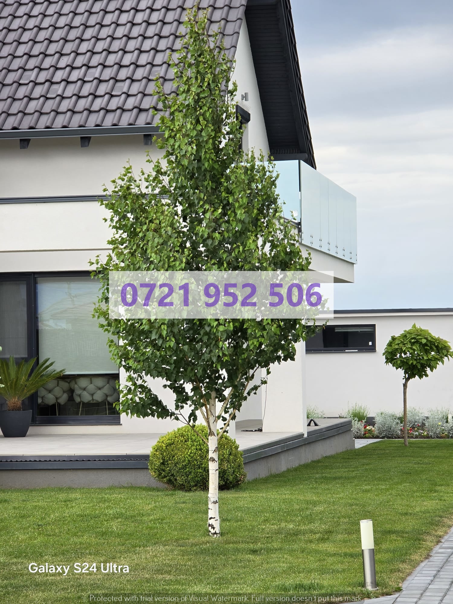 Mesteacan Alb Betula pendula