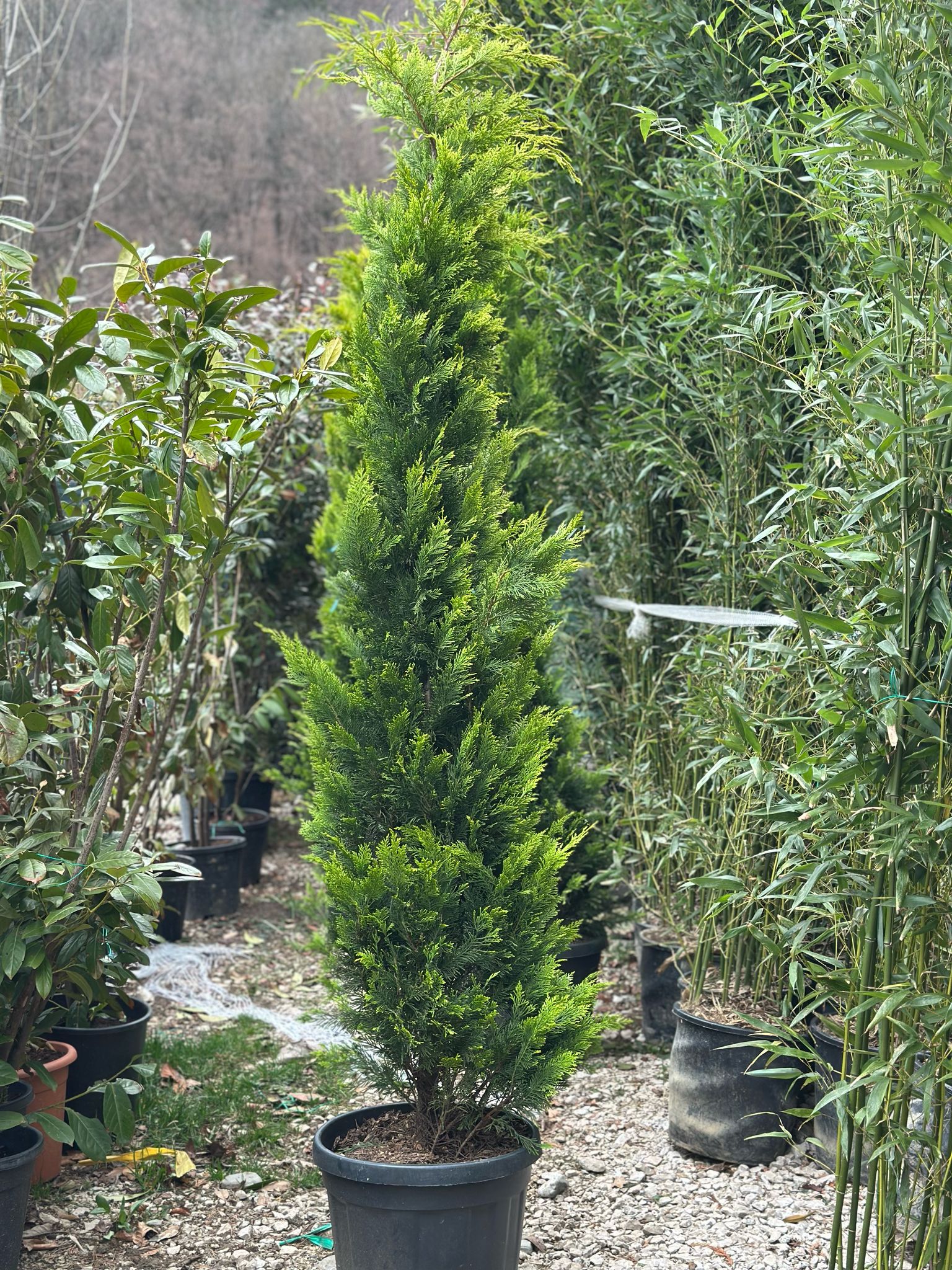 Leylandii Cupressocyparis 2.5-2m