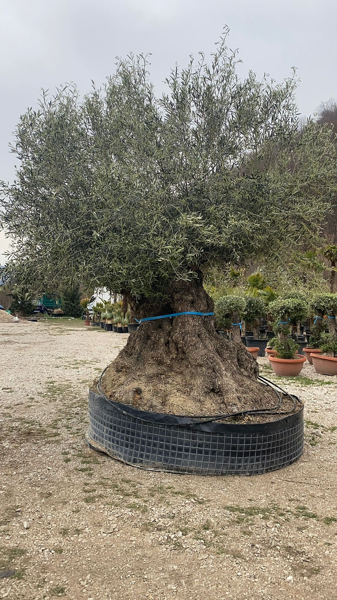 Maslin Oleea Europaea 700 Ani.